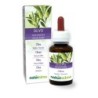 Olivo Tintura madre 60 ml liquido analcoolico - Naturalma